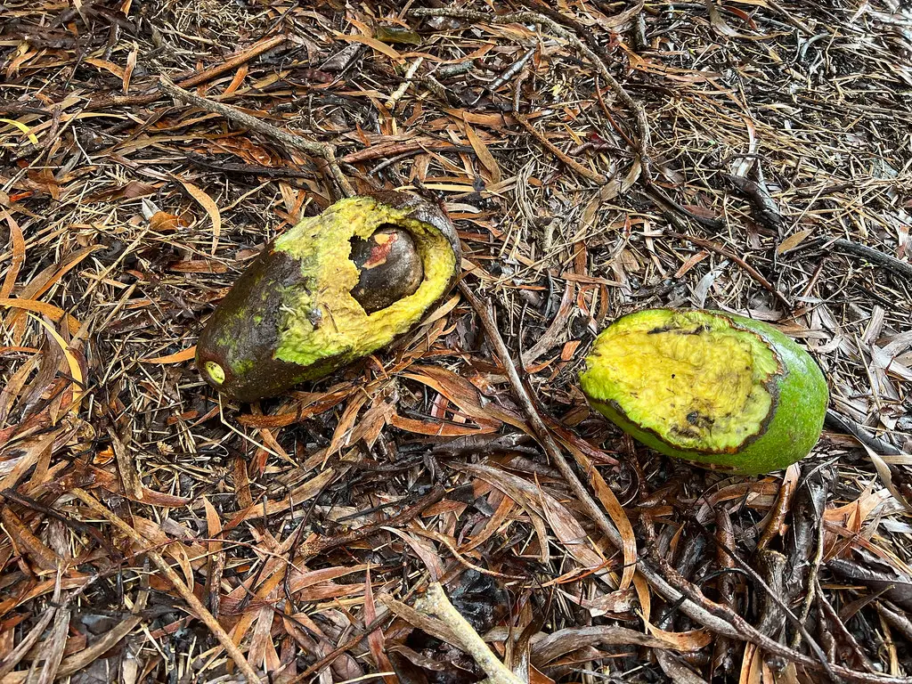 Illustratieve foto bij het feit Waarom de avocado elke dag van geslacht verandert