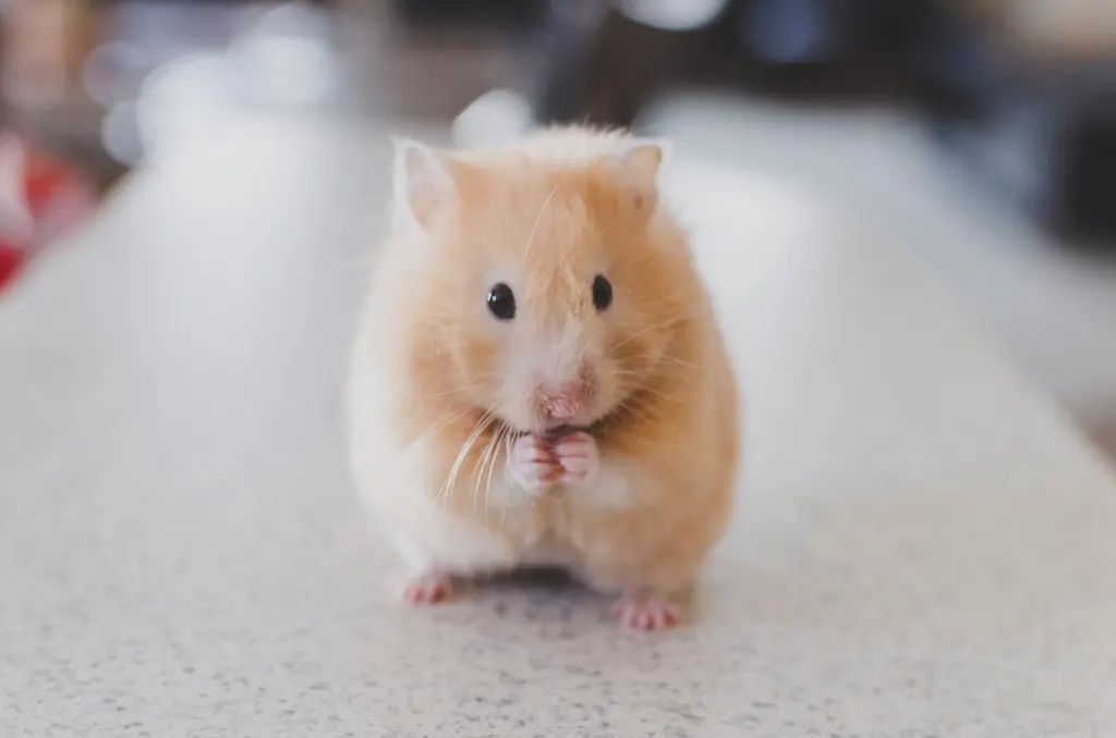 Illustratieve foto bij het feit Waarom een hamster elke nacht marathons rent